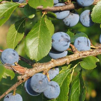 Prunus Spinosa  (Blackthorn or Sloe Berry)